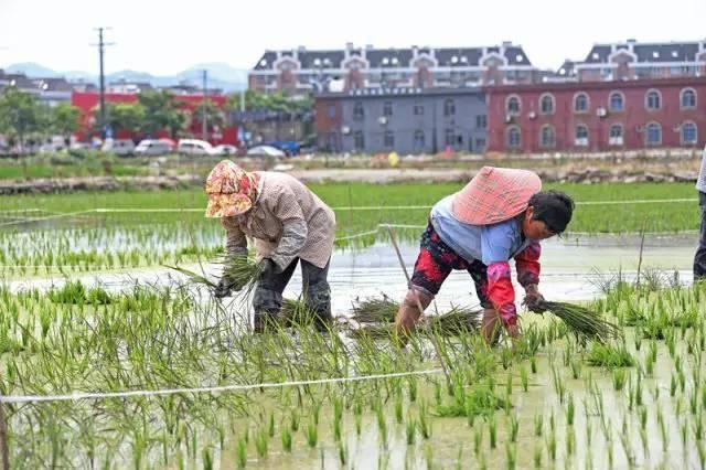 低成本小生意都有哪些（在农村月收入过万的几个小生意）-行行副业