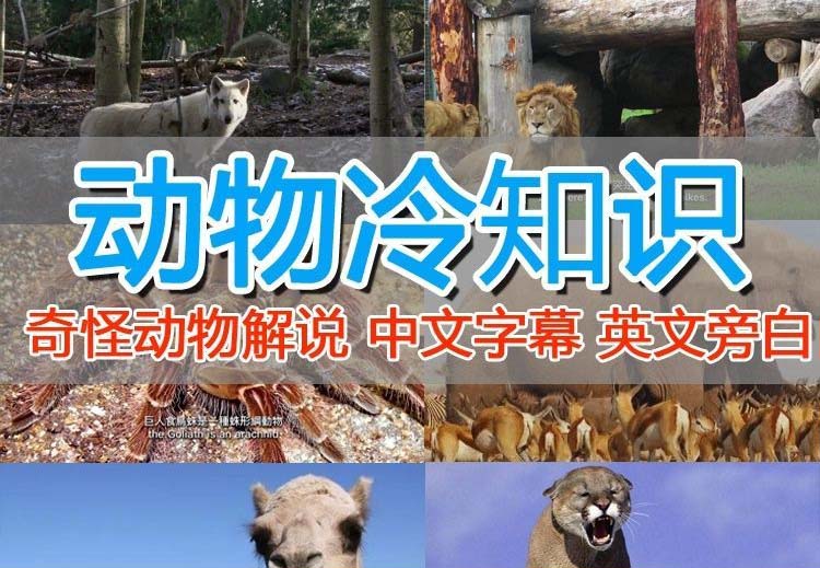 【副业项目6380期】外面卖1699的国外纪录片解说（动物解说、美食、动画片）稳过中视频-行行副业
